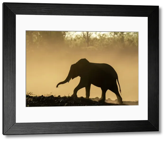 Framed Print : African elephant (Loxodonta africana) in silhouette, Mashatu Game Reserve, Botswana, Africa Framed Print : African elephant (Loxodonta africana) in silhouette, Mashatu Game Reserve, Botswana, Africa