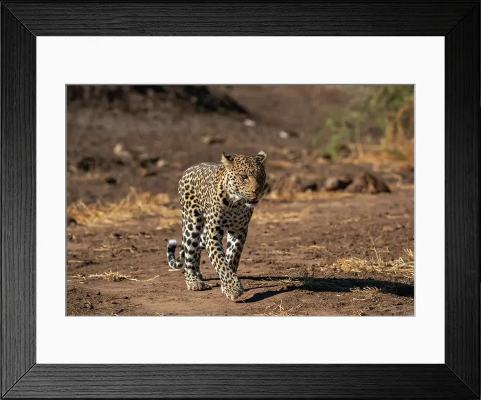 Framed Print : Leopard (Panthera pardus), Mashatu Game Reserve, Botswana, Africa Framed Print : Leopard (Panthera pardus), Mashatu Game Reserve, Botswana, Africa