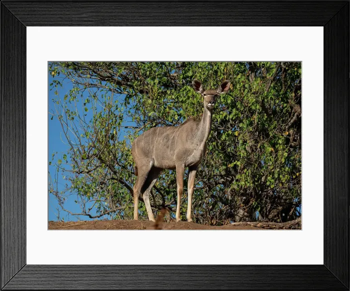 Framed Print : Greater kudu female (Tragelaphus strepsiceros), Mashatu Game Reserve, Botswana, Africa Framed Print : Greater kudu female (Tragelaphus strepsiceros), Mashatu Game Reserve, Botswana, Africa