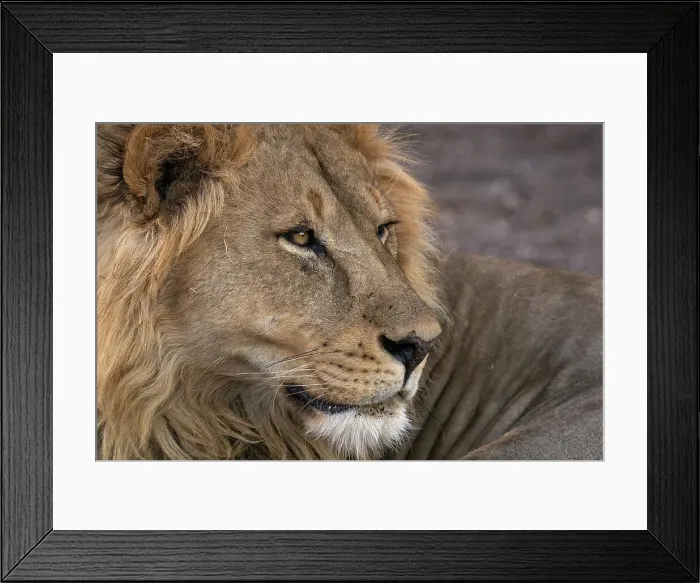 Framed Print : Male lion (Panthera leo), Mashatu Game Reserve, Botswana, Africa Framed Print : Male lion (Panthera leo), Mashatu Game Reserve, Botswana, Africa