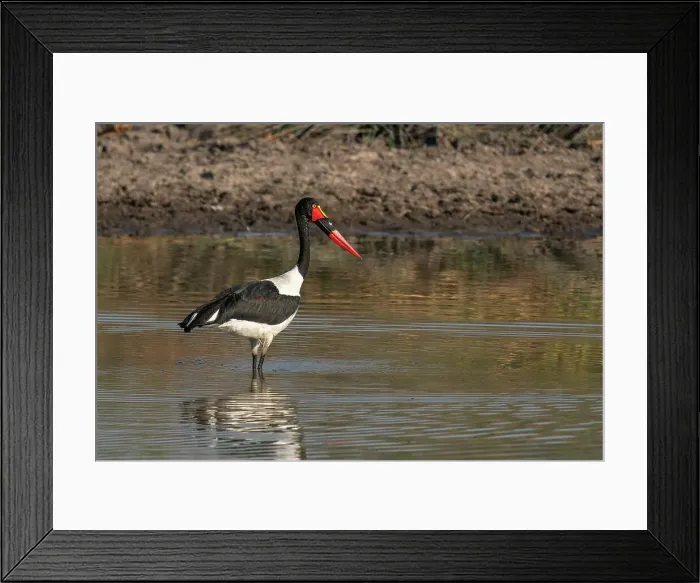 Framed Print : Saddle-billed Stork (Ephippiorhynchus senegalensis) fishing in a waterhole, Okavango Delta, Botswana, Africa Framed Print : Saddle-billed Stork (Ephippiorhynchus senegalensis) fishing in a waterhole, Okavango Delta, Botswana, Africa