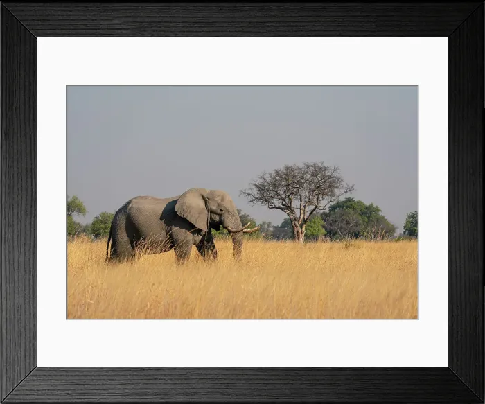 Framed Print : African elephant (Loxodonta africana), Okavango Delta, Botswana, Africa Framed Print : African elephant (Loxodonta africana), Okavango Delta, Botswana, Africa