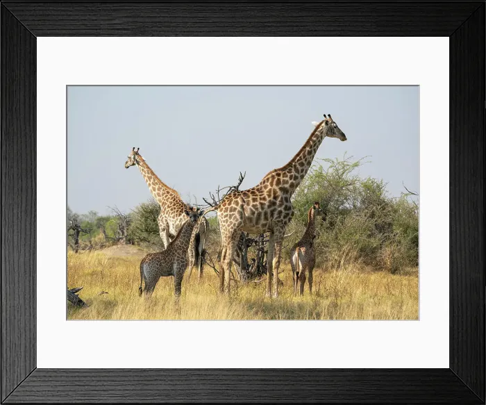 Framed Print : Giraffes (Giraffa camelopardalis) and calves, Okavango Delta, Botswana, Africa Framed Print : Giraffes (Giraffa camelopardalis) and calves, Okavango Delta, Botswana, Africa