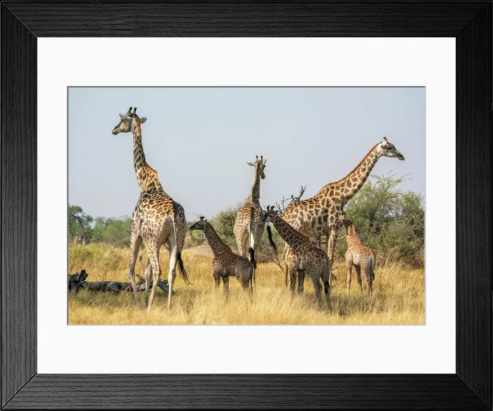 Framed Print : Giraffes (Giraffa camelopardalis) and calves, Okavango Delta, Botswana, Africa Framed Print : Giraffes (Giraffa camelopardalis) and calves, Okavango Delta, Botswana, Africa