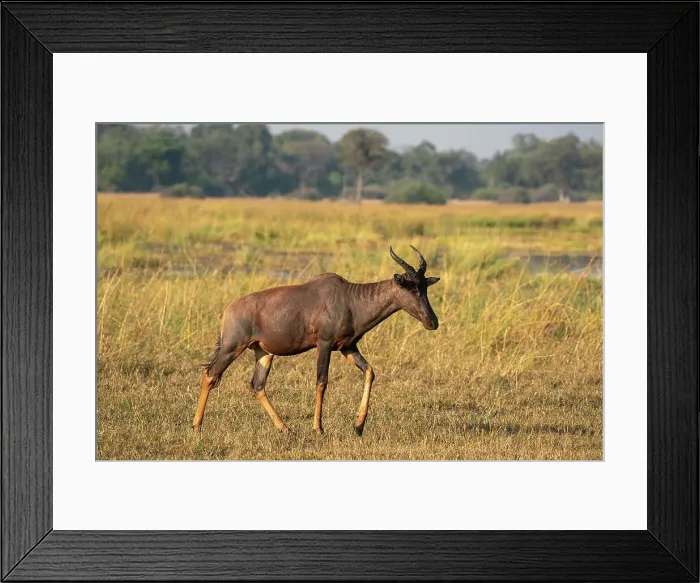 Framed Print : Tsessebe (Damaliscus lunatus), Okavango Delta, Botswana, Africa Framed Print : Tsessebe (Damaliscus lunatus), Okavango Delta, Botswana, Africa