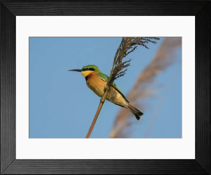 Framed Print : Little Bee-eater (Merops pusillus), Okavango Delta, Botswana, Africa Framed Print : Little Bee-eater (Merops pusillus), Okavango Delta, Botswana, Africa