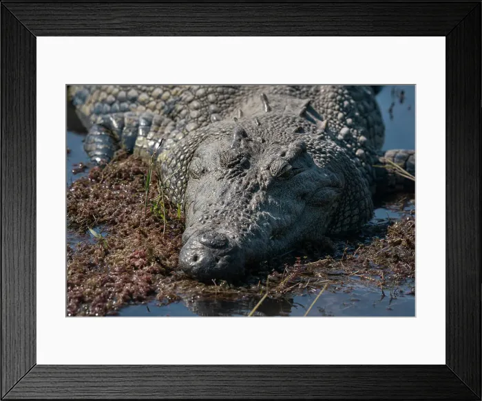 Framed Print : Nile crocodile (Crocodylus niloticus) in the river Chobe, Chobe National Park, Botswana, Africa Framed Print : Nile crocodile (Crocodylus niloticus) in the river Chobe, Chobe National Park, Botswana, Africa