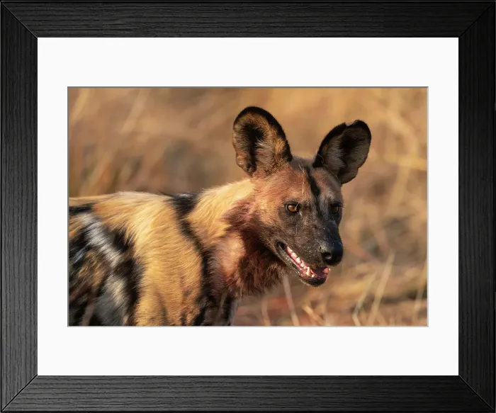 Framed Print : African wild dog (Lycaon pictus), Okavango Delta, Botswana, Africa Framed Print : African wild dog (Lycaon pictus), Okavango Delta, Botswana, Africa