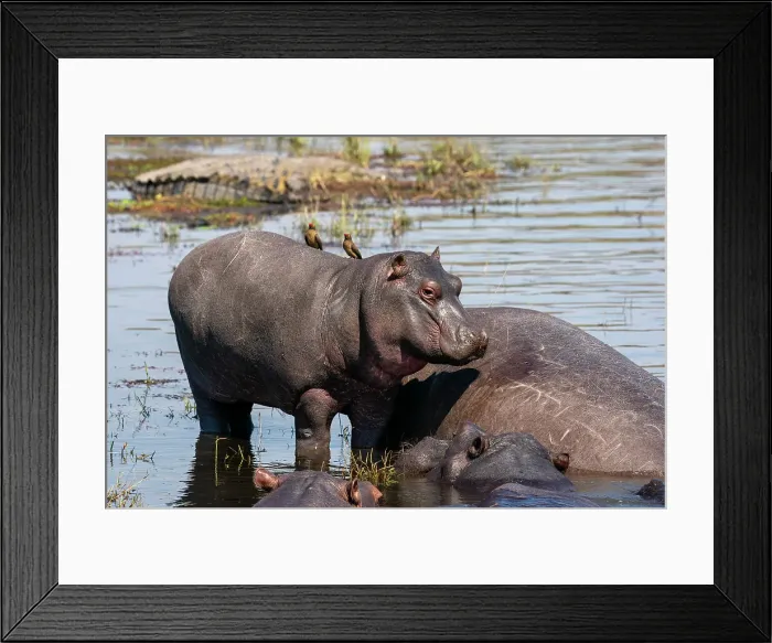 Framed Print : Hippopotamus (Hippopotamus amphibius) in the river Chobe, Chobe National Park, Botswana, Africa Framed Print : Hippopotamus (Hippopotamus amphibius) in the river Chobe, Chobe National Park, Botswana, Africa