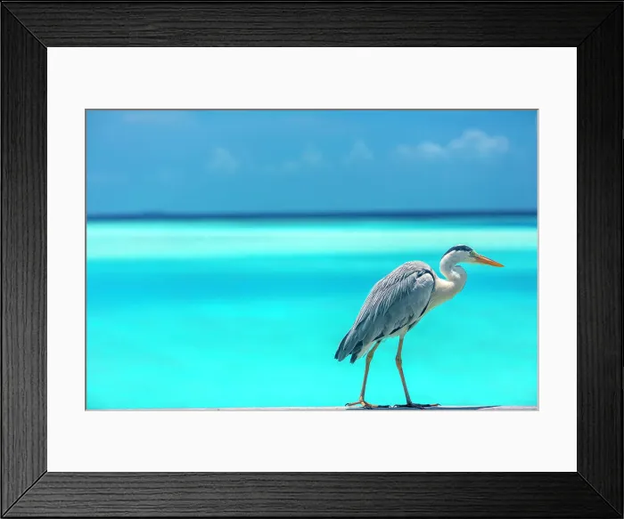 Framed Print : Grey heron in the blue lagoon, The Maldives, Indian Ocean, Asia Framed Print : Grey heron in the blue lagoon, The Maldives, Indian Ocean, Asia