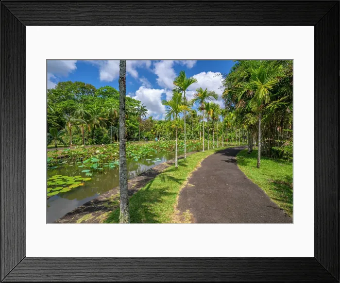 Framed Print : View of Sir Seewoosagur Ramgoolam Botanical Garden, Mauritius, Indian Ocean, Africa Framed Print : View of Sir Seewoosagur Ramgoolam Botanical Garden, Mauritius, Indian Ocean, Africa