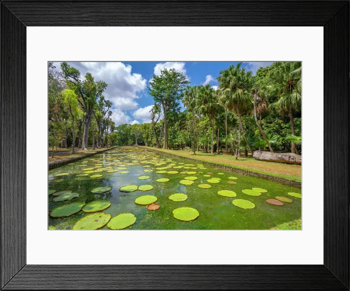 Framed Print : View of Giant Lilies Pond in Sir Seewoosagur Ramgoolam Botanical Garden, Mauritius, Indian Ocean, Africa Framed Print : View of Giant Lilies Pond in Sir Seewoosagur Ramgoolam Botanical Garden, Mauritius, Indian Ocean, Africa