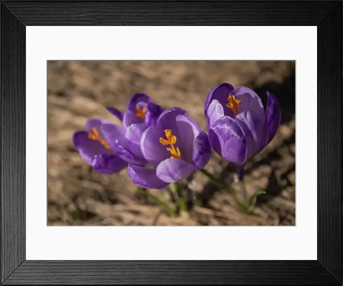 Framed Print : Crocus Flowers, Fagaras Mountains, Arges County, Muntenia, Romania, Europe Framed Print : Crocus Flowers, Fagaras Mountains, Arges County, Muntenia, Romania, Europe