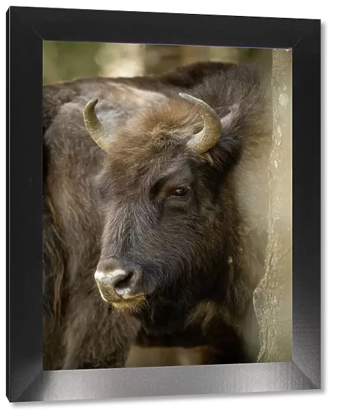 European Bison, Dambovita Valley, Arges County, Muntenia, Romania, Europe