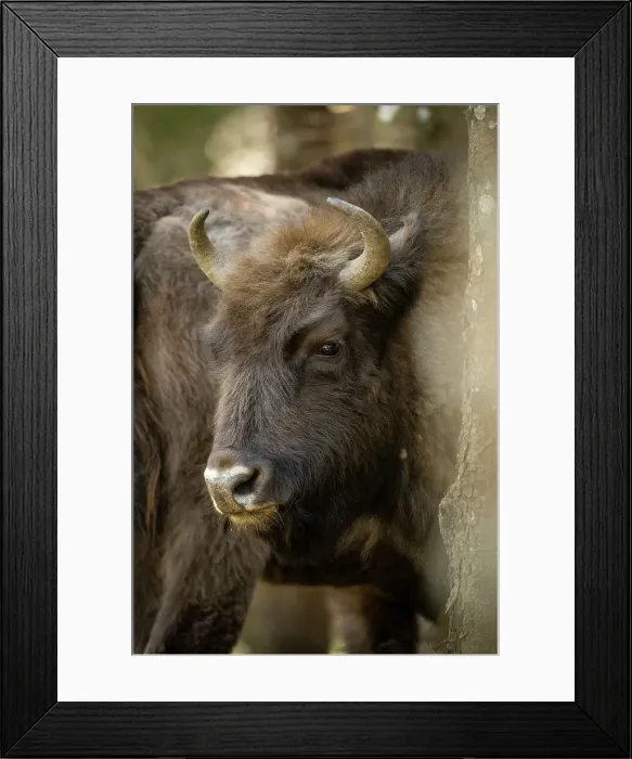 Framed Print : European Bison, Dambovita Valley, Arges County, Muntenia, Romania, Europe Framed Print : European Bison, Dambovita Valley, Arges County, Muntenia, Romania, Europe