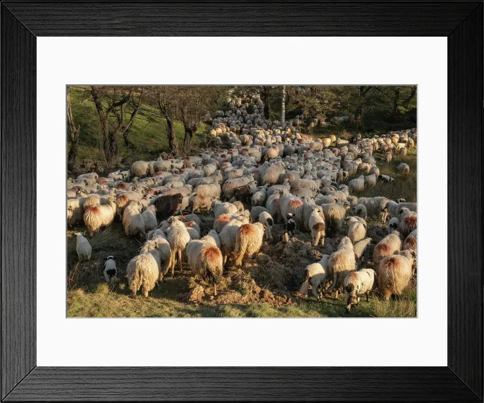 Framed Print : Flock of sheep and lambs, Nucsoara, Arges County, Muntenia, Romania, Europe