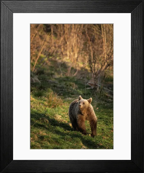 Framed Print : Brown Bear seen from Bunea Wilderness Hide, Fagaras Mountains, Arges County, Muntenia, Romania, Europe Framed Print : Brown Bear seen from Bunea Wilderness Hide, Fagaras Mountains, Arges County, Muntenia, Romania, Europe