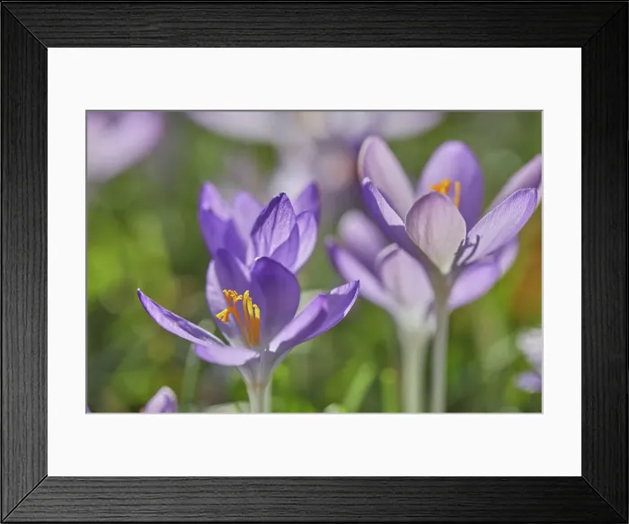 Framed Print : Purple crocuses in flower in early spring, one of the earliest flowers to announce the arrival of spring, Devon, England, United Kingdom, Europe Framed Print : Purple crocuses in flower in early spring, one of the earliest flowers to announce the arrival of spring, Devon, England, United Kingdom, Europe
