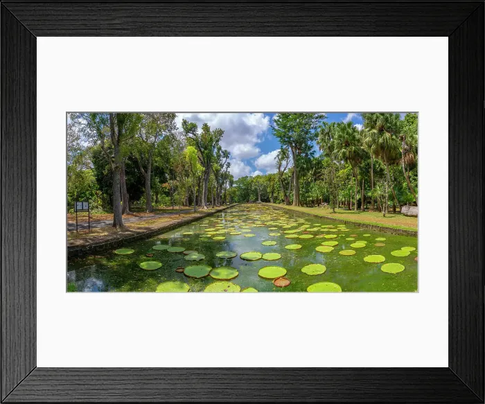 Framed Print : View of Giant Lilies Pond in Sir Seewoosagur Ramgoolam Botanical Garden, Mauritius, Indian Ocean, Africa Framed Print : View of Giant Lilies Pond in Sir Seewoosagur Ramgoolam Botanical Garden, Mauritius, Indian Ocean, Africa