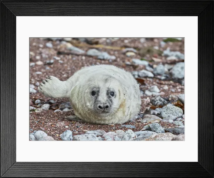 Framed Print : A Grey Seal pup (Halichoerus grypus), on a beach in Torbay, on the coast of south Devon, England, United Kingdom, Europe Framed Print : A Grey Seal pup (Halichoerus grypus), on a beach in Torbay, on the coast of south Devon, England, United Kingdom, Europe