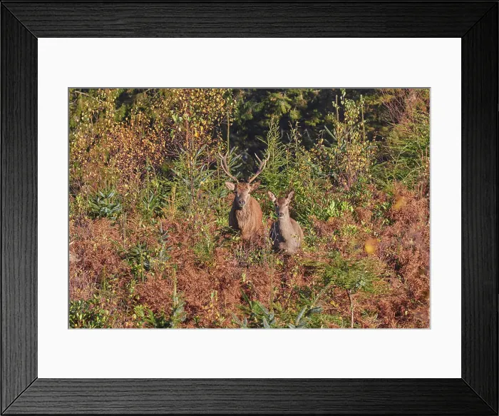 Framed Print : Red Deer stag and hind (female) (Cervus elaphus), among bracken in Exmoor National Park, near Dunster, Somerset, England, United Kingdom, Europe Framed Print : Red Deer stag and hind (female) (Cervus elaphus), among bracken in Exmoor National Park, near Dunster, Somerset, England, United Kingdom, Europe