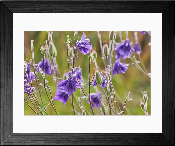 Framed Print : The Common Columbine (Aquilegia vulgaris) in flower on heathland in summer, Little Haldon, near Teignmouth, Devon, England, United Kingdom, Europe Framed Print : The Common Columbine (Aquilegia vulgaris) in flower on heathland in summer, Little Haldon, near Teignmouth, Devon, England, United Kingdom, Europe