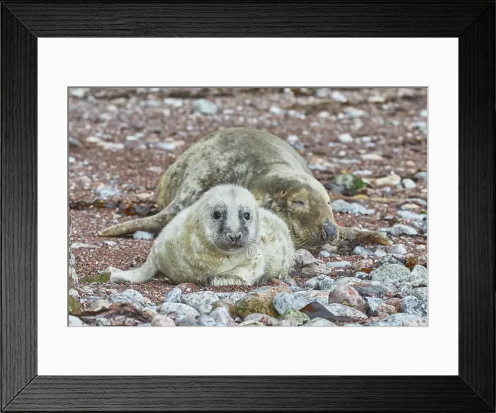 Framed Print : A Grey Seal pup (Halichoerus grypus) with its mother, on a beach in Torbay, on the coast of south Devon, England, United Kingdom, Europe Framed Print : A Grey Seal pup (Halichoerus grypus) with its mother, on a beach in Torbay, on the coast of south Devon, England, United Kingdom, Europe