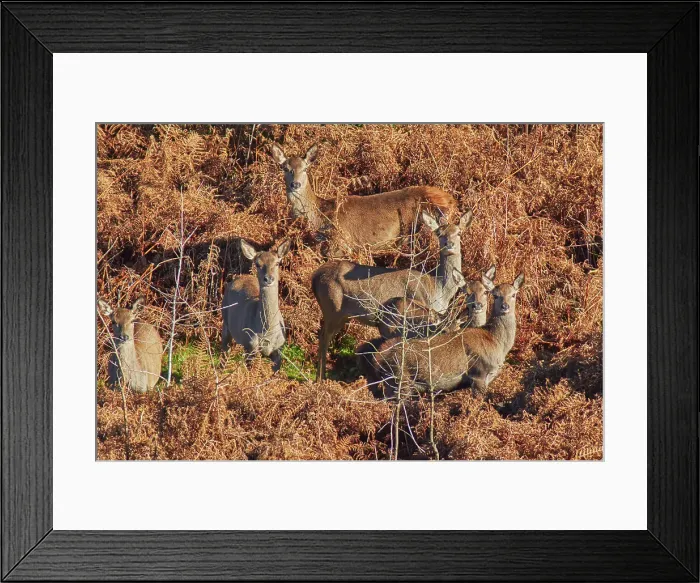 Framed Print : A group of Red Deer (Cervus elaphus), among bracken in Exmoor countryside, near Dunster, Exmoor National Park, Somerset, England, United Kingdom, Europe Framed Print : A group of Red Deer (Cervus elaphus), among bracken in Exmoor countryside, near Dunster, Exmoor National Park, Somerset, England, United Kingdom, Europe