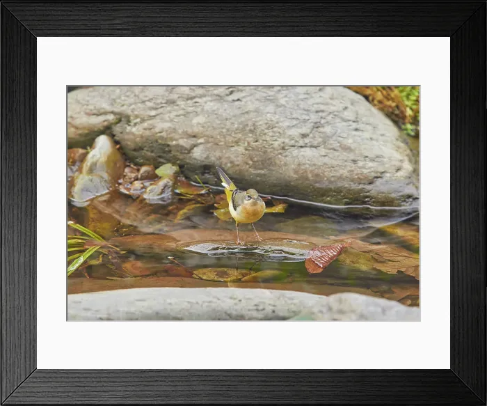 Framed Print : A Grey Wagtail (Motacilla cinerea), typically splashing in the shallows beside rocks in a fast-flowing stream, on the East Lyn River, Lynmouth, Exmoor National Park, Devon, England, United Kingdom, Europe Framed Print : A Grey Wagtail (Motacilla cinerea), typically splashing in the shallows beside rocks in a fast-flowing stream, on the East Lyn River, Lynmouth, Exmoor National Park, Devon, England, United Kingdom, Europe