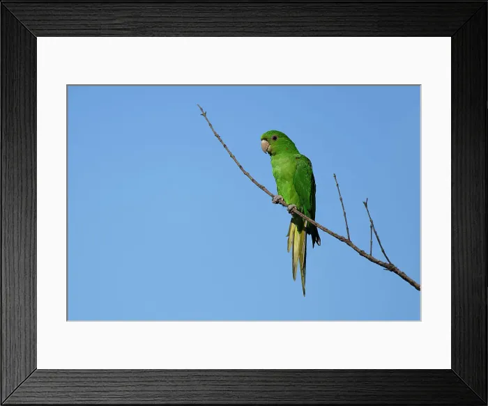 Framed Print : White-eyed Parakeet (Psittacara leucophthalmus) on a branch, Serra da Canastra National Park, Minas Gerais, Brazil, South America Framed Print : White-eyed Parakeet (Psittacara leucophthalmus) on a branch, Serra da Canastra National Park, Minas Gerais, Brazil, South America