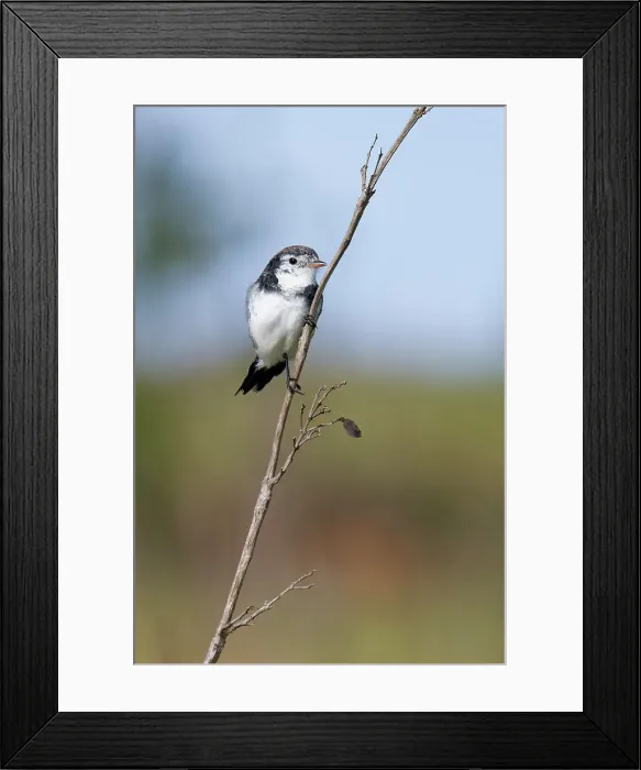 Framed Print : Cock-tailed Tyrant (Alectrurus tricolor) on branch, Serra da Canastra National Park, Minas Gerais, Brazil, South America Framed Print : Cock-tailed Tyrant (Alectrurus tricolor) on branch, Serra da Canastra National Park, Minas Gerais, Brazil, South America