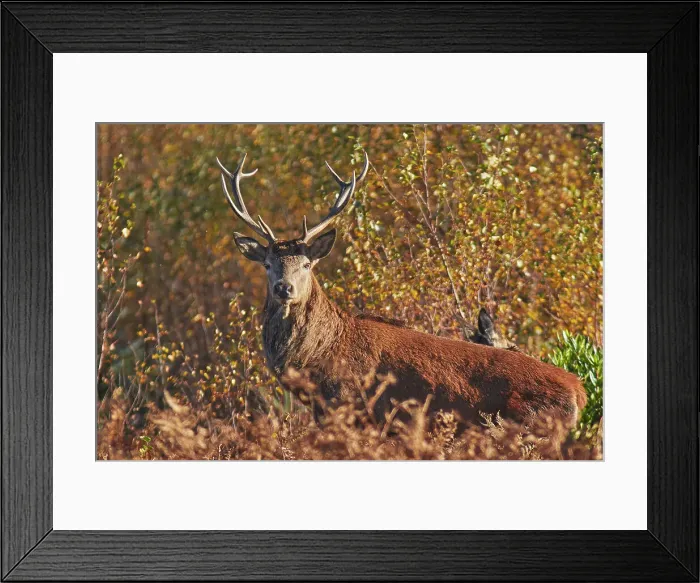 Framed Print : A Red Deer stag (Cervus elaphus), in bracken in Exmoor countryside, near Dunster, Exmoor National Park, Somerset, England, United Kingdom, Europe Framed Print : A Red Deer stag (Cervus elaphus), in bracken in Exmoor countryside, near Dunster, Exmoor National Park, Somerset, England, United Kingdom, Europe