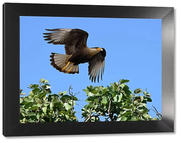Flying Crested Caracara (Caracara plancus), Serra da Canastra National Park, Minas Gerais, Brazil, South America
