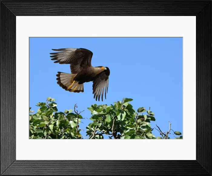 Framed Print : Flying Crested Caracara (Caracara plancus), Serra da Canastra National Park, Minas Gerais, Brazil, South America Framed Print : Flying Crested Caracara (Caracara plancus), Serra da Canastra National Park, Minas Gerais, Brazil, South America