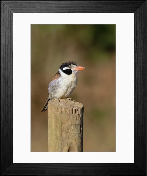 Framed Print : White-eared Puffbird (Nystalus chacuru) sitting on a pole, Serra da Canastra National Park, Minas Gerais, Brazil, South America Framed Print : White-eared Puffbird (Nystalus chacuru) sitting on a pole, Serra da Canastra National Park, Minas Gerais, Brazil, South America