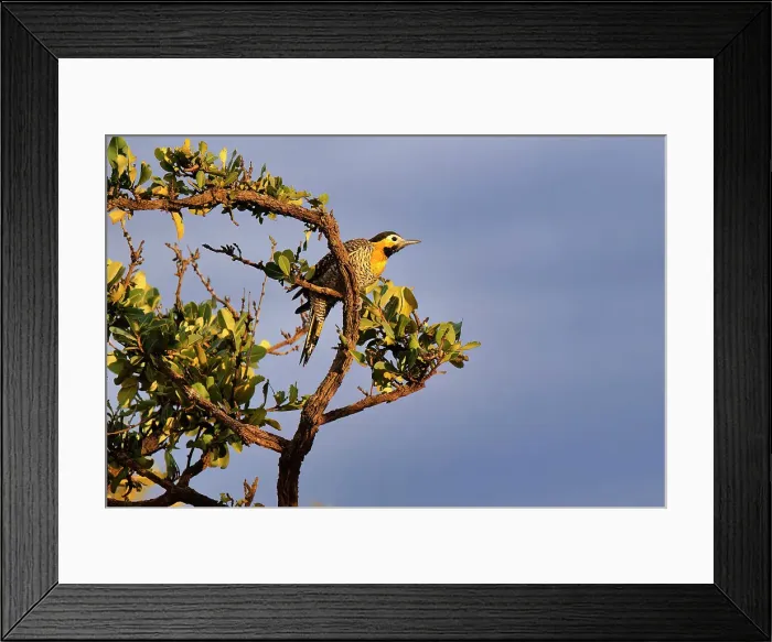 Framed Print : Campo Flicker (Colaptes campestres) perched on a branch, Serra da Canastra National Park, Minas Gerais, Brazil, South America Framed Print : Campo Flicker (Colaptes campestres) perched on a branch, Serra da Canastra National Park, Minas Gerais, Brazil, South America