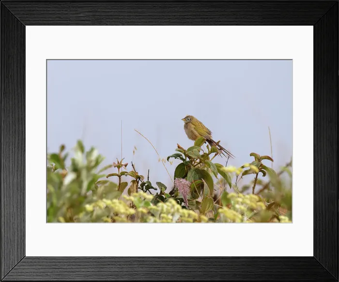 Framed Print : Wedge-tailed GrassFinch (Emberizoides herbicola), Serra da Canastra National Park, Minas Gerais, Brazil, South America Framed Print : Wedge-tailed GrassFinch (Emberizoides herbicola), Serra da Canastra National Park, Minas Gerais, Brazil, South America