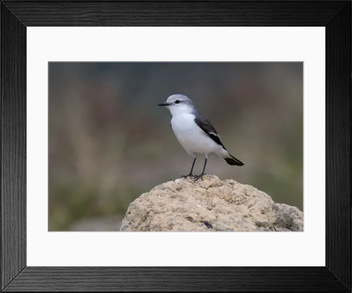 Framed Print : White-rumped Monjita (Xolmis velatus), Serra da Canastra National Park, Minas Gerais, Brazil, South America Framed Print : White-rumped Monjita (Xolmis velatus), Serra da Canastra National Park, Minas Gerais, Brazil, South America