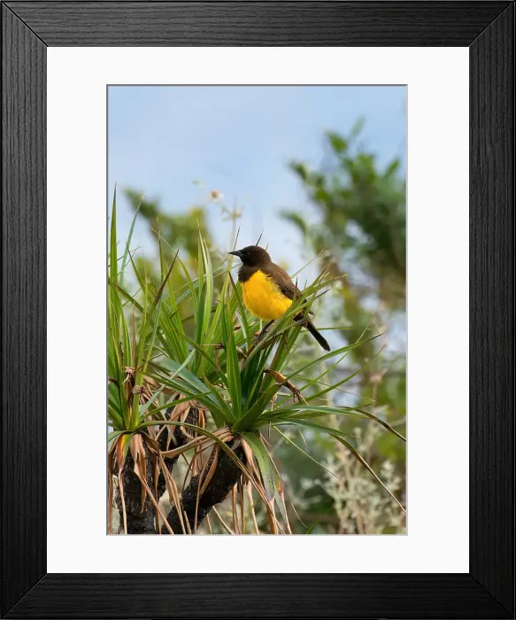 Framed Print : Yellow-rumped Marshbird (Pseudoleistes guirahuro) sitting on branch, Serra da Canastra National Park, Minas Gerais, Brazil, South America Framed Print : Yellow-rumped Marshbird (Pseudoleistes guirahuro) sitting on branch, Serra da Canastra National Park, Minas Gerais, Brazil, South America