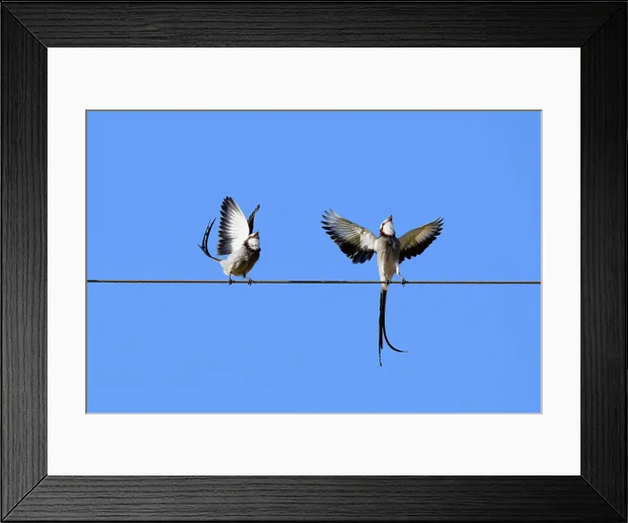 Framed Print : Courtship display of a couple of Streamer-tailed Tyrant (Gubernetes yetapa), Serra da Canastra National Park, Minas Gerais, Brazil, South America Framed Print : Courtship display of a couple of Streamer-tailed Tyrant (Gubernetes yetapa), Serra da Canastra National Park, Minas Gerais, Brazil, South America