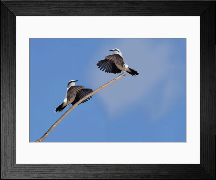 Framed Print : Courtship display of a couple of Masked Water-Tyrant (Fluvicola nengeta), Serra da Canastra National Park, Minas Gerais, Brazil, South America Framed Print : Courtship display of a couple of Masked Water-Tyrant (Fluvicola nengeta), Serra da Canastra National Park, Minas Gerais, Brazil, South America