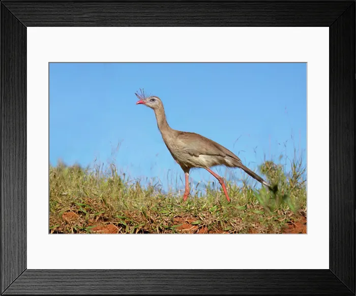 Framed Print : Red-legged Seriema (Crested Seriema) (Cariama cristata) on red soil, Serra da Canastra National Park, Minas Gerais, Brazil, South America
