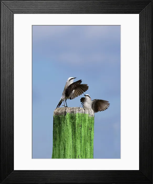 Framed Print : Courtship display of a couple of Masked Water-Tyrant (Fluvicola nengeta), Serra da Canastra National Park, Minas Gerais, Brazil, South America Framed Print : Courtship display of a couple of Masked Water-Tyrant (Fluvicola nengeta), Serra da Canastra National Park, Minas Gerais, Brazil, South America