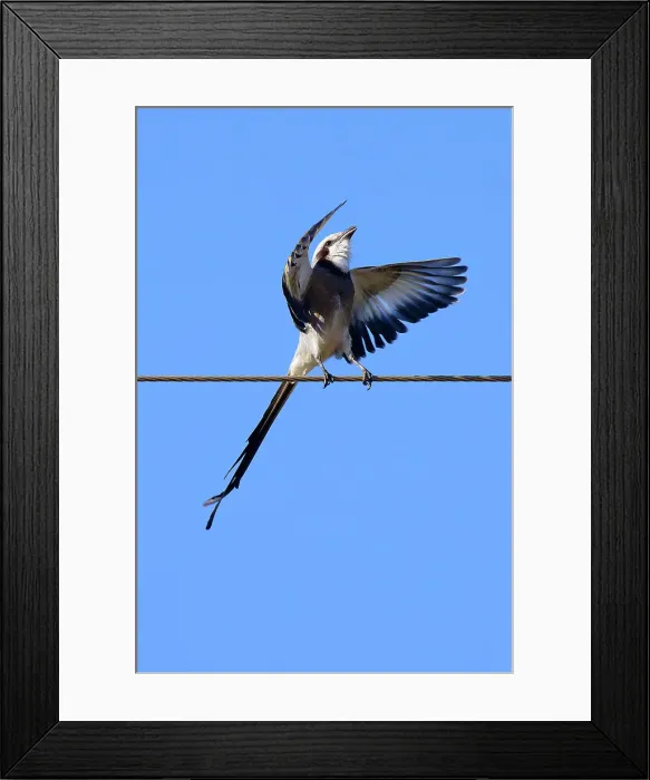Framed Print : Courtship display of Streamer-tailed Tyrant (Gubernetes yetapa), Serra da Canastra National Park, Minas Gerais, Brazil, South America Framed Print : Courtship display of Streamer-tailed Tyrant (Gubernetes yetapa), Serra da Canastra National Park, Minas Gerais, Brazil, South America