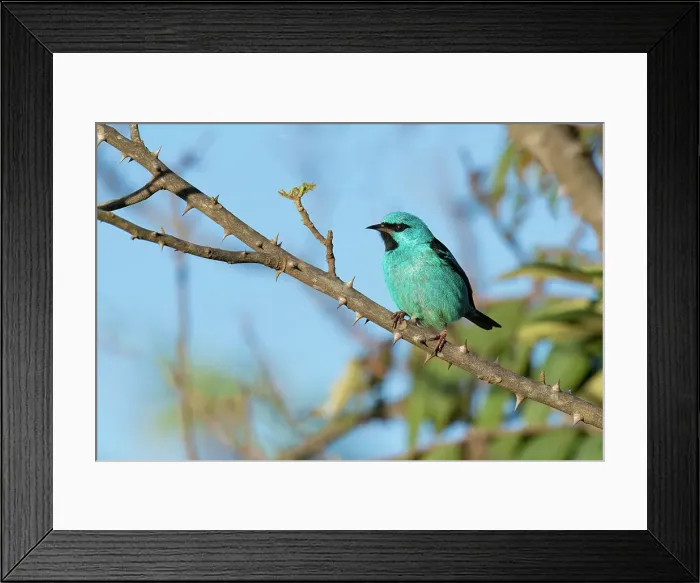 Framed Print : Male Blue Dacnis (Dacnis cayana) Thraupidae family, Passeriformes order, on a branch, Serra da Canastra National Park, Minas Gerais, Brazil, South America Framed Print : Male Blue Dacnis (Dacnis cayana) Thraupidae family, Passeriformes order, on a branch, Serra da Canastra National Park, Minas Gerais, Brazil, South America