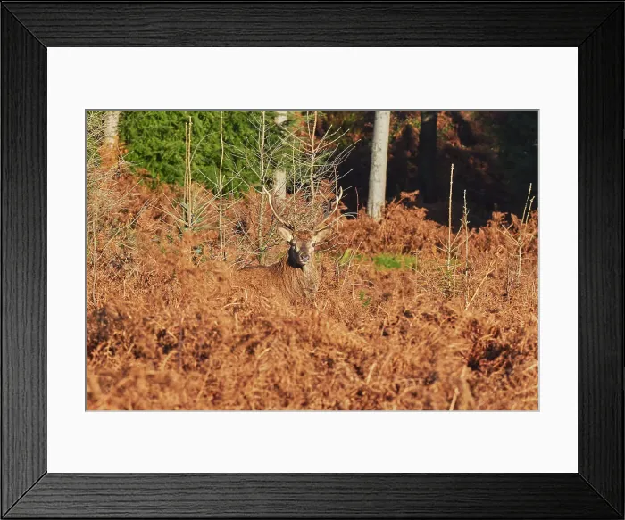 Framed Print : A young Red Deer stag (Cervus elaphus), in Exmoor countryside, near Dunster, Exmoor National Park, Somerset, England, United Kingdom, Europe Framed Print : A young Red Deer stag (Cervus elaphus), in Exmoor countryside, near Dunster, Exmoor National Park, Somerset, England, United Kingdom, Europe