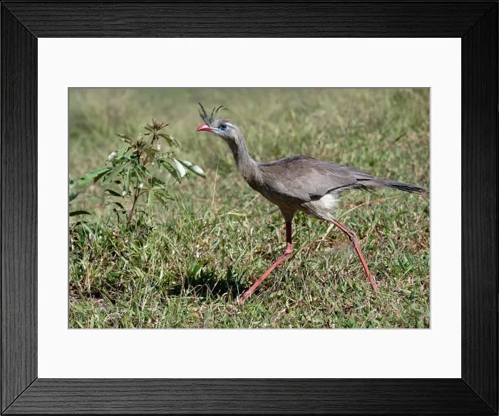 Framed Print : Red-legged Seriema (Crested Seriema) (Cariama cristata) running over grass, Serra da Canastra National Park, Minas Gerais, Brazil, South America Framed Print : Red-legged Seriema (Crested Seriema) (Cariama cristata) running over grass, Serra da Canastra National Park, Minas Gerais, Brazil, South America