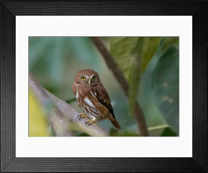 Framed Print : Ferruginous Pygmy-Owl (Glaucidium brasilianum), Serra da Canastra National Park, Minas Gerais, Brazil, South America Framed Print : Ferruginous Pygmy-Owl (Glaucidium brasilianum), Serra da Canastra National Park, Minas Gerais, Brazil, South America