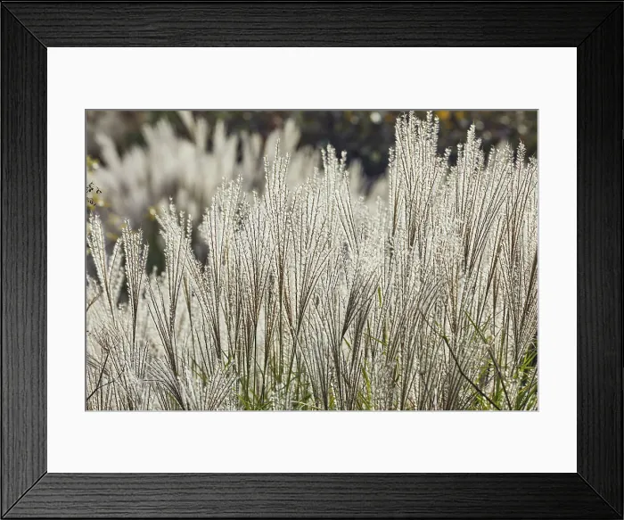 Framed Print : Pampas grass in autumn, in a Devon garden, England, United Kingdom, Europe Framed Print : Pampas grass in autumn, in a Devon garden, England, United Kingdom, Europe