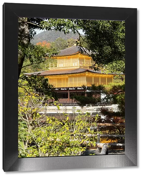 Kinkaku-ji Golden Pavilion Temple framed by trees, UNESCO World Heritage Site, Kyoto, Honshu, Japan, Asia